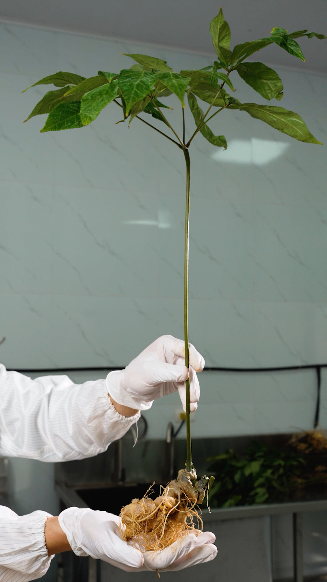 Sâm Lai Châu nguyên cây đóng túi - 6 năm tuổi